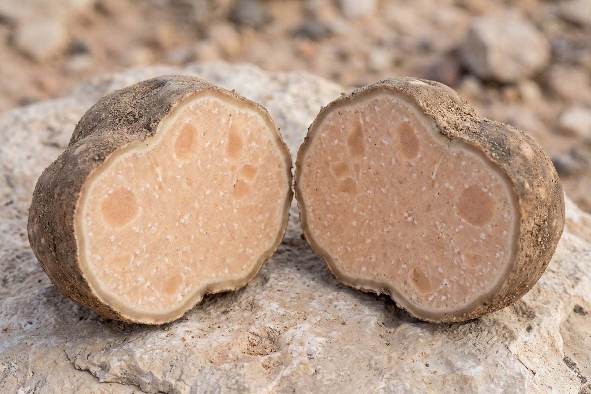 A Terfezia desert truffle cut in half, showing a thick matte brown rind around pale peach, grainy flesh with fine whitish veining