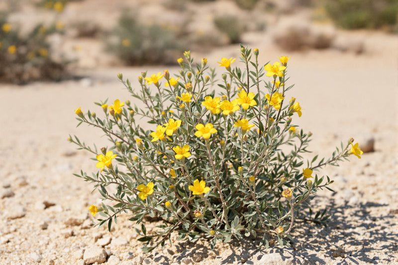 Helianthemum rock rose shrub with small yellow flowers growing in sandy desert soil