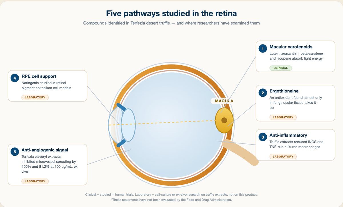 Infographic of the five pathways studied for desert truffle extract and the strength of evidence for each
